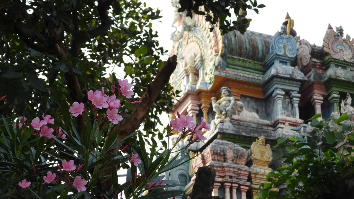 Zambia Must Learn From India's Sacred Forest Conservation