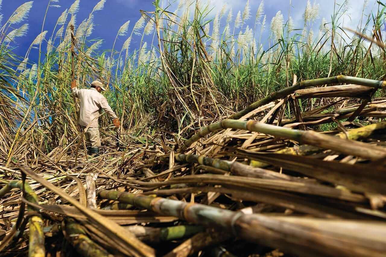 Global Sugar Giants Flood Markets, Threaten Zambian Farmers